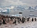 National Geographic Expedition - ANTARCTICA  & Falkland Islands  ncnoah.com