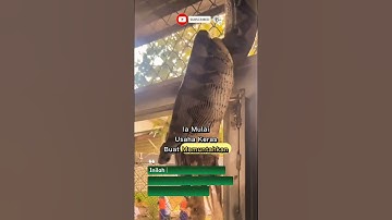 MOMEN LANGKA ‼️ inilah detik-detik ular memuntahkan mangsanya 😱 #ular #animals #shorts
