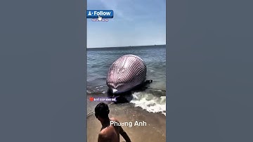 Biển Liên Hương -Lâm Đồng vừa có xác cá voi nặng gần 8 tấn trôi dạt vào