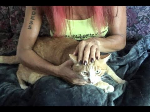 Video: 9 cose bizzarre gatti amano leccare