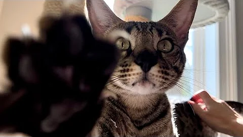 Watch the video about Cat Meowing On Cat Tree And Falls Into Ball Pit.