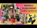 Malvones o Geranios exóticos y el cuidado de estas hermosas plantas