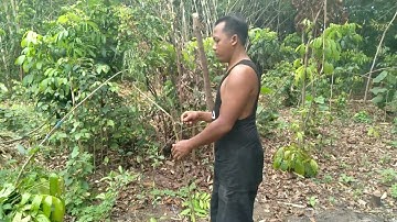 Mikat burcil part# 1