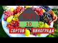 Топ 10 сортов винограда