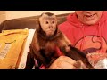 Capuchin Monkey Princess Mail UnBoxing!