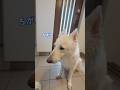 お散歩後にタオルで拭くとにこにこさんな大型犬【ホワイトシェパード】　#shorts
