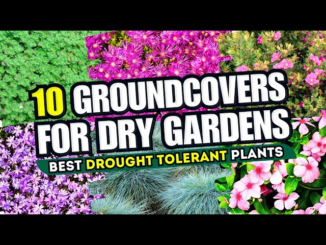 Top 10 Groundcovers for DRY Gardens! 🌞 Drought-Tolerant Plants for a Low-Maintenance Landscape 💛🌼 class=