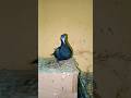 Madrasi 🕊️ ke bacche🤩 #trending#kabootar#like#birds#shorts#pigeon#reels#viralvideo#harshpigeonplanet