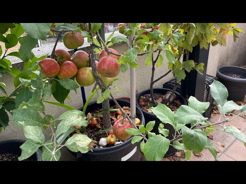 Video: Cultivares de manzana roja: cultivo de manzanos con frutos rojos