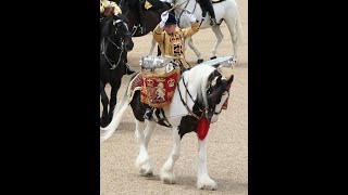 RAVENHAWK FARM • THE GYPSY DRUM HORSE