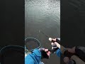 Japan Fishing ASMR - Trout Fight#168🎣