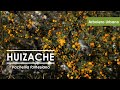 Huizache - Regio Flora