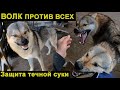 НАПАДЕНИЕ ВОЛКА НА МЕНЯ И КОБЕЛЕЙ ПИТБУЛЯ. Оскал волка.