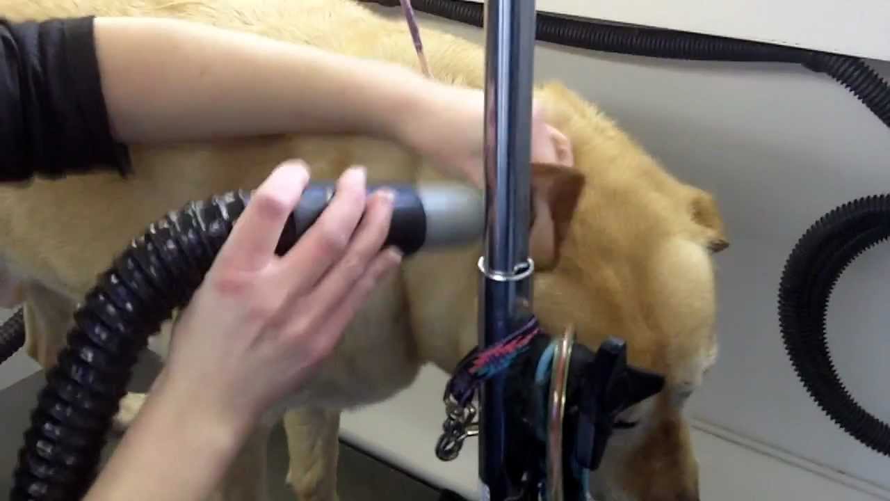 Harley getting De Skunked and full Grooming by The Pet Barber Mobile