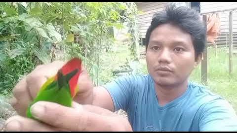 cara saya memilih serindit buat pikat