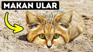 Kucing Ini Nggak Minum dan Nggak Punya Jejak Kaki