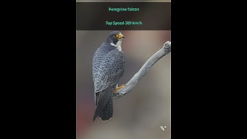 #top  5 Fastest Birds In The World #ToP 5