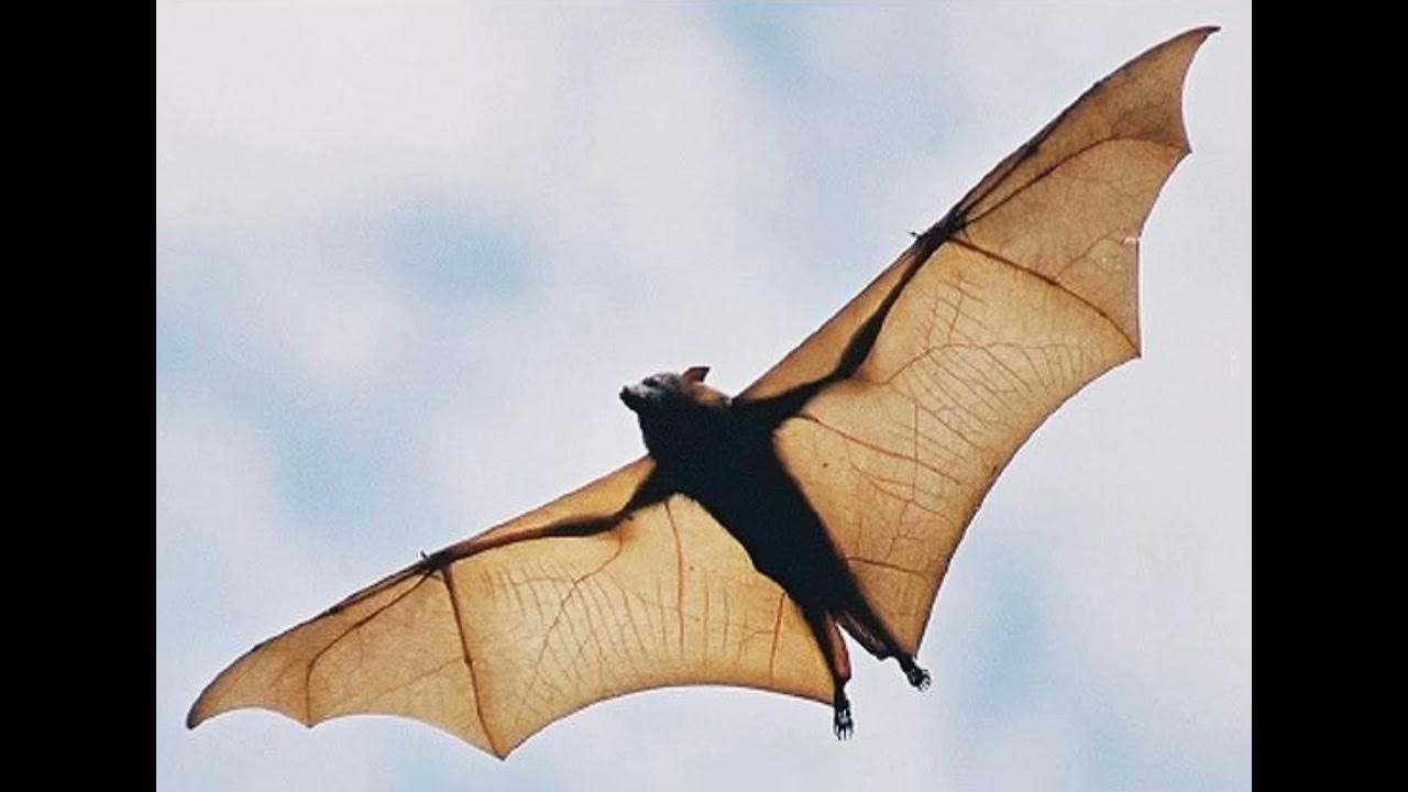 bat-wing-flap-sound-effects-youtube