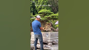 những video cây cảnh đẹp của các nhà vườn 0386700914 giao luư các loại cây cảnh