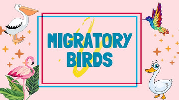 MIGRATORY BIRDS Vocabulary || Learn About Migratory Birds ||