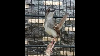 Ciblek Kristal Full Ngebren