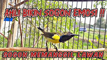 PANCINGAN SOGON GACOR NGLEPER MEMANGGIL LAWAN ‼ AMPUH UNTUK PANCINGAN SOGON AGAR EMOSI