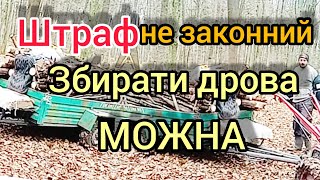 Чи можна збирати дрова? Чи законно лісники притягують до відповідальності за збирання дров в лісі.