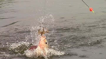 Câu cá rô phi mùa nước lũ cá cuốn ổ giật liên tục