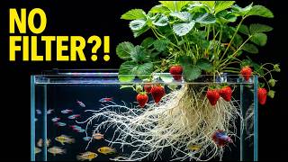 Strawberry-Powered Aquarium? The Results Shocked Me! (No Filter)