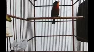 Burung panca warna betina tembakan rapat cocok untuk pemasteran..