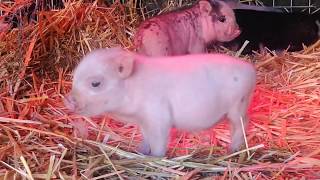 SoCalMiniPigs.com