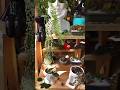 mostrando plantitas #plantas #macetas #decor #naturales #suculentas