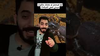 ايه هيحصل لو عضتك عنكبوت سيدني قمعي الشبكه؟!