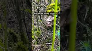 Köyümüzün Ormanları.. Öy