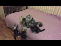 Сибирские котята купить в питомнике сибирских кошек siberianbears.com siberian kittens available usa
