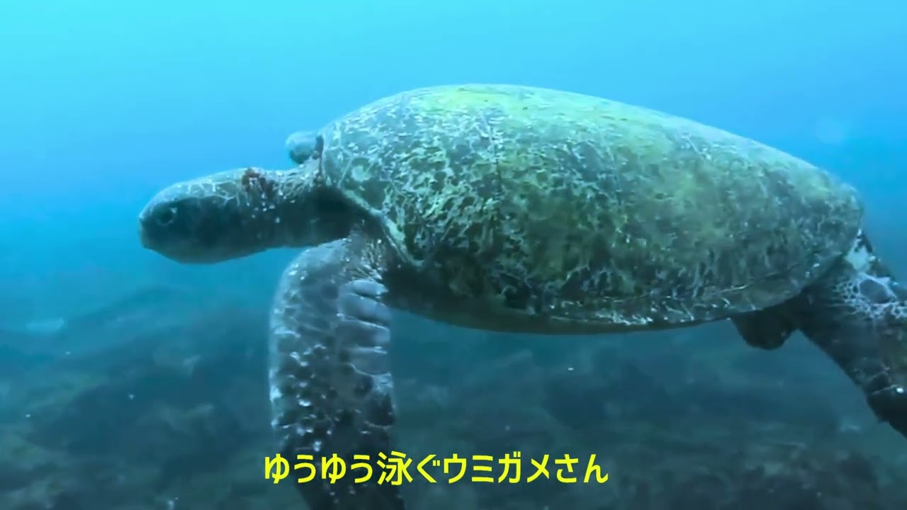 6月の式根島海中温泉ダイビング！CO2シープにウミガメ！カンパチ