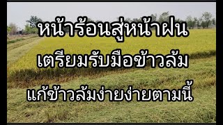 เทคนิคทําข้าวไม่ให้ล้มในหน้าร้อนสู่หน้าฝน