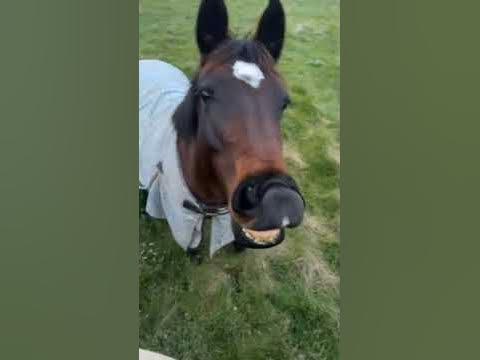 A must-see horse compilation 😍 #shorts