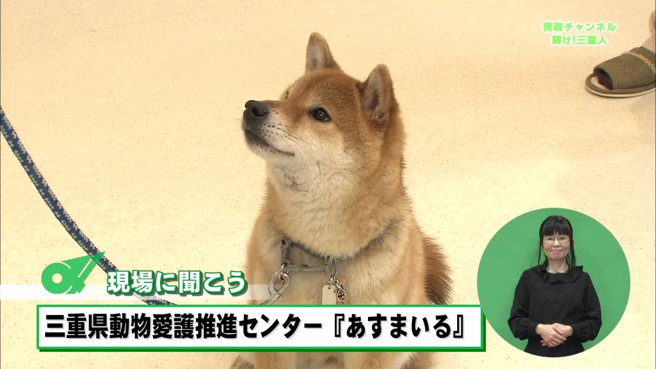 あ すまいる 犬