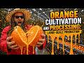 How Millions of Oranges Are Grown and Processed on Giant Industrial Farms
