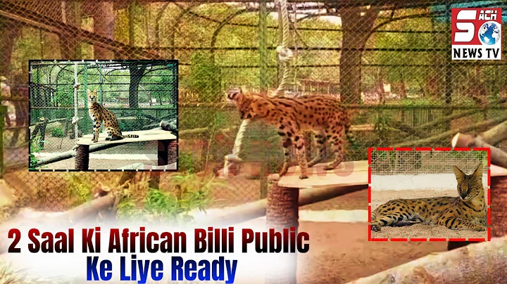 Video 9950101: african serval cat