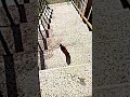 Crushing and Breaking Glass Bottles Vs. Stairs (Crunchy ASMR) ⚠️🔥 #satisfying #shorts