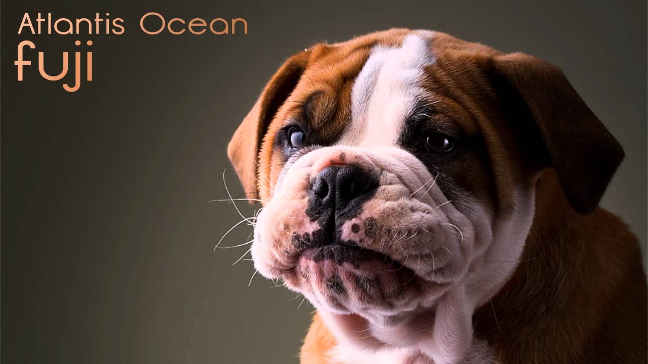 Atlantis Ocean - Fuji (Original Mix) auf YouTube ansehen Atlantis Ocean - Fuji (Original Mix) auf YouTube ansehen