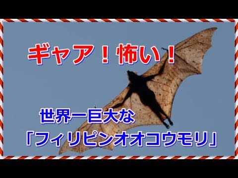 フィリピンオオコウモリの動画 画像 動画検索 マイルドサイト