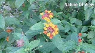 Vlog Ep-10 | Beautiful lantana camara plant in my garden