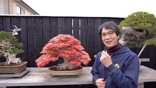ムシカリ 盆栽 new #bonsai 虫狩（ムシカリ） 寒葵（カンアオイ） 個性的な枝ぶりの虫