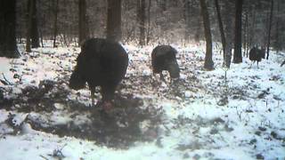 Strutting in the snow