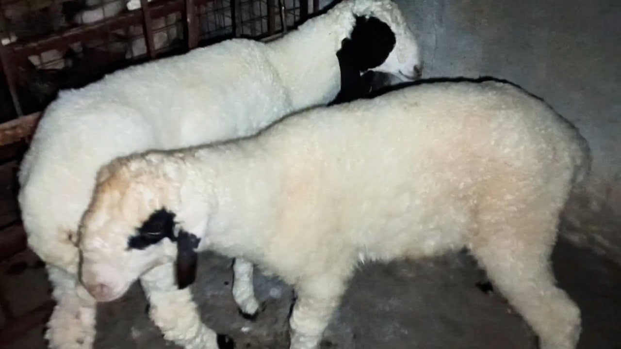 ALHAMDULILLAH AJ HUM NE Ship🐑🐏 KA SURPRISE DIYA