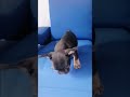 Bulldog francés Black and Tan linda cachorra 🔥🥰