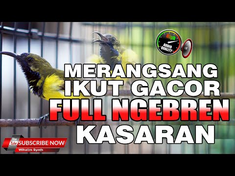 SOGON GACOR FULL NGEBREN KASAR COCOK UNTUK MASTERAN DAN PANCINGAN SOGOK ONTONG BIAR GACOR DOR